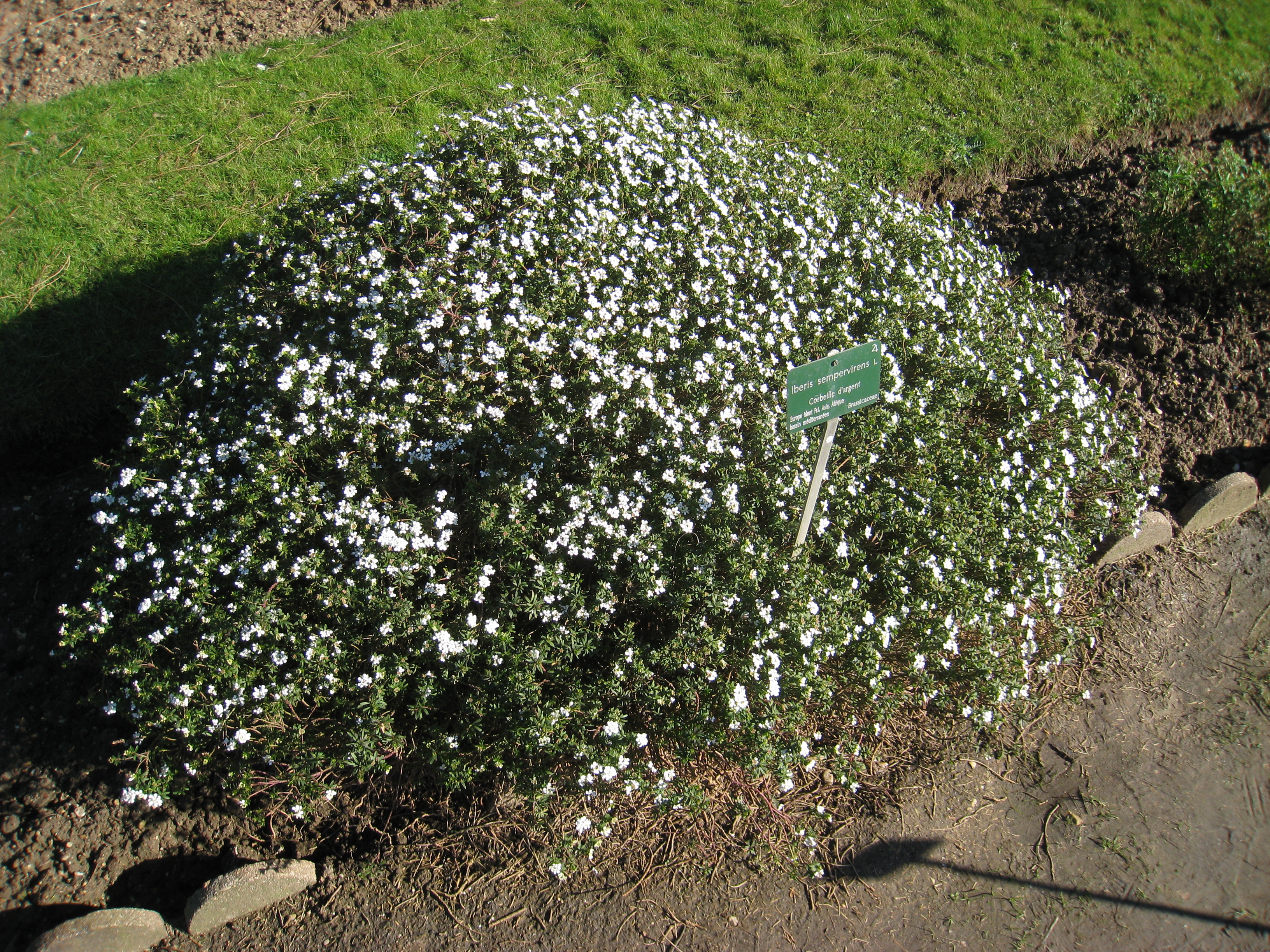 evergreen candytuft